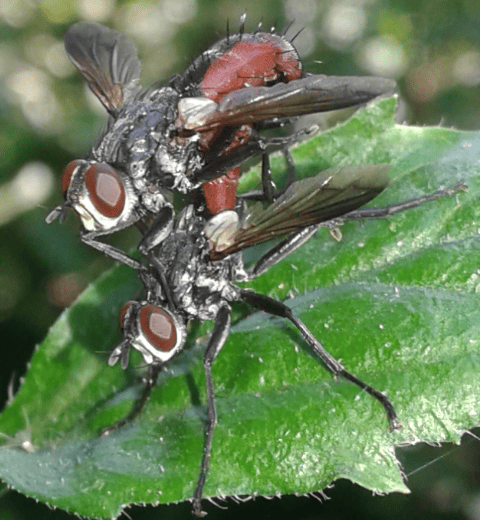 Tachinidae : coppia di Cylindromyia bicolor?  Sì